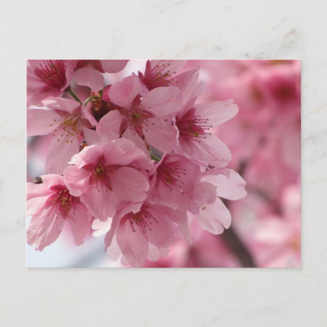 Cartão Postal Cherry Blossom: Japão (Frente)