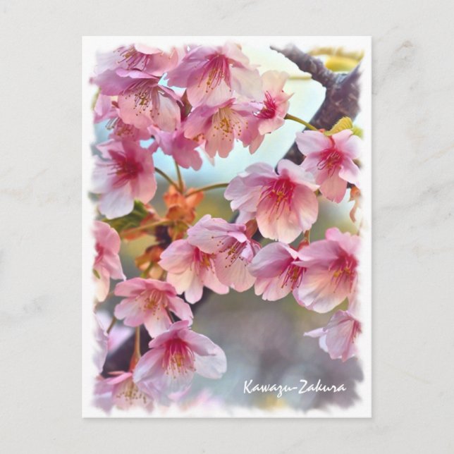 Cartão Postal Cherry blossom: Kawazu-Zakura ポストカード (Frente)