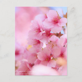 Cartão Postal Cherry Blossom "Kawazu-zakura":Cartão postal