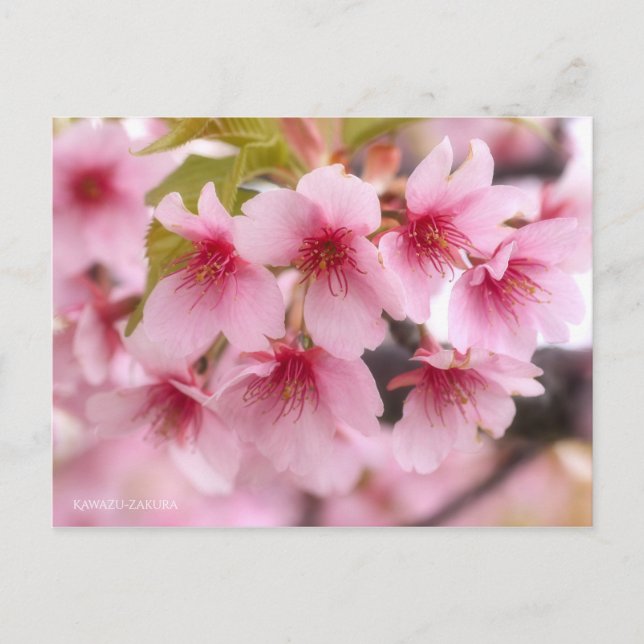 Cartão Postal Cherry Blossom "Kawazu-zakura" [Cartão postal] (Frente)
