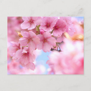 Cartão Postal Cherry Blossom "Kawazu-zakura":Cartão postal