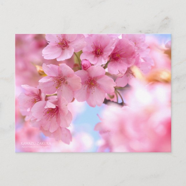 Cartão Postal Cherry Blossom "Kawazu-zakura":Cartão postal (Frente)