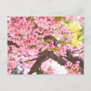 Cartão Postal Cherry Blossom "Kawazu-zakura":Cartão postal