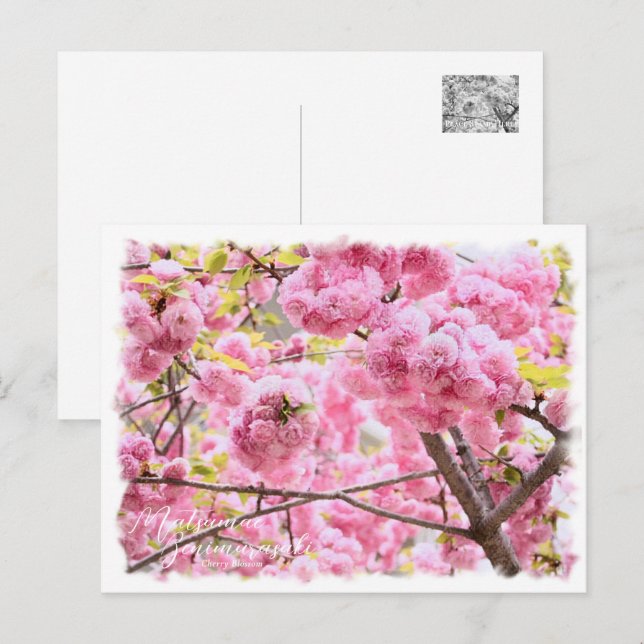 Cartão Postal Cherry Blossom "Matsumae-benimurasaki" ポストカード (Frente/Verso)