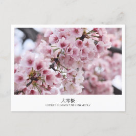 Cartão Postal Cherry Blossom ‘Oh-kanzakura’