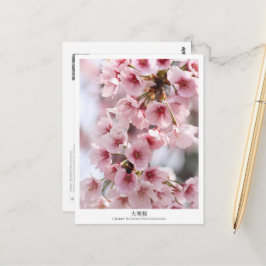 Cartão Postal Cherry Blossom ‘Oh-kanzakura’