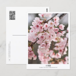 Cartão Postal Cherry Blossom ‘Oh-kanzakura’