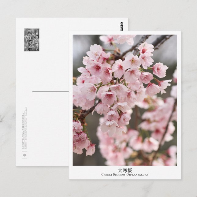 Cartão Postal Cherry Blossom ‘Oh-kanzakura’ (Frente/Verso)