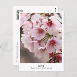 Cartão Postal Cherry Blossom ‘Oh-kanzakura’