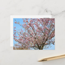Cherry Blossom: Omoigawa