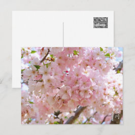 Cartão Postal Cherry Blossom: Omoigawa