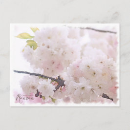 Cartão Postal Cherry Blossom "Ranran" ポストカード