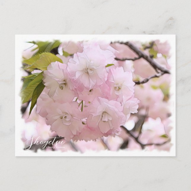 Cartão Postal Cherry Blossom "Shogetsu" ポストカード (Frente)