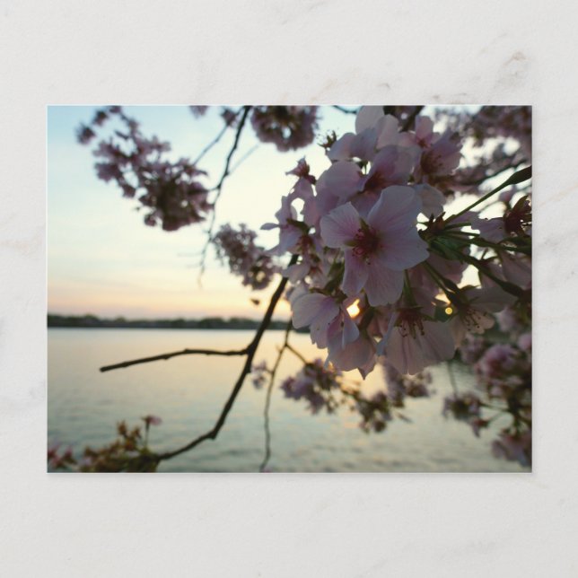 Cartão Postal Cherry Blossom Sunset em Washington DC (Frente)