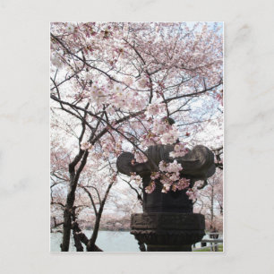 Cartão Postal Cherry Blossom Washington DC
