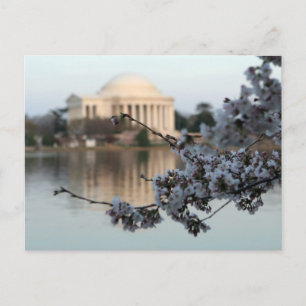 Cartão Postal Cherry Blossom Washington DC