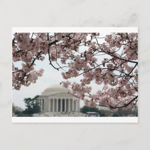 Cartão Postal Cherry Blossom Washington DC