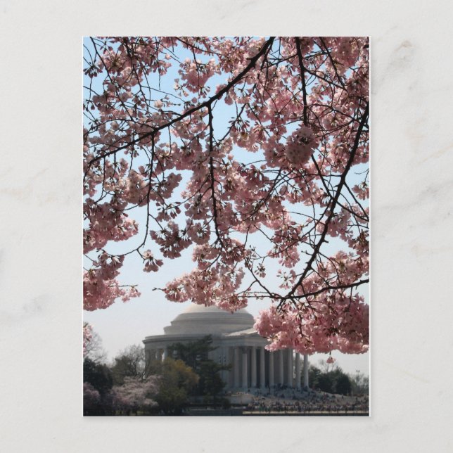 Cartão Postal Cherry Blossom Washington DC (Frente)