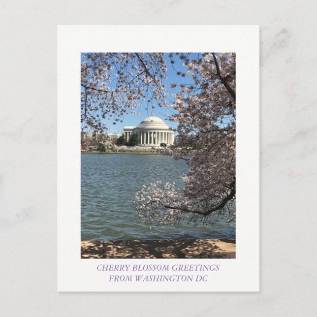CARTÃO POSTAL CHERRY BLOSSOM WASHINGTON DC (Frente)