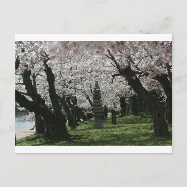 Cartão Postal Cherry Blossom Washington DC (Frente)