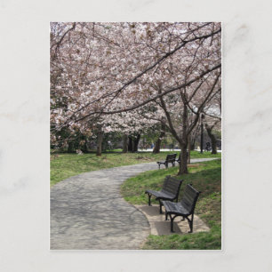 Cartão Postal Cherry Blossom Washington DC