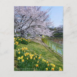 Cartão Postal Cherry blossom & Wild Daffodil