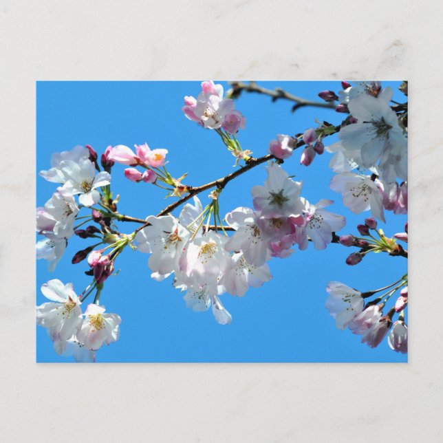 Cartão postal Cherry Blossoms (Frente)