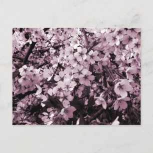 Cartão Postal Cherry Blossoms