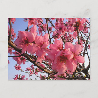 Cartão Postal Cherry Blossoms