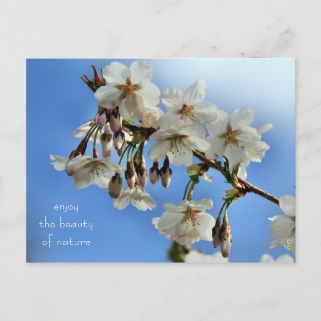 Cartão Postal Cherry Blossoms (Frente)