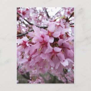 Cartão Postal Cherry Blossoms