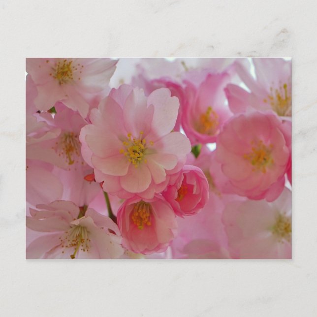 Cartão Postal Cherry Blossoms (Frente)