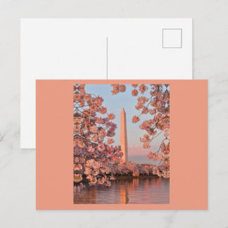 Cartão Postal Cherry Blossoms and Washington Monument Postcard