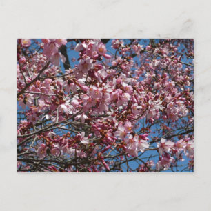 Cartão Postal Cherry Blossoms e Blue Sky Primavera Floral
