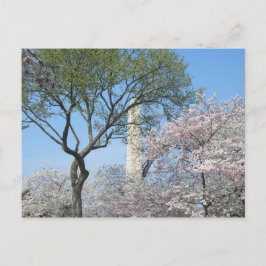 Cartão Postal Cherry Blossoms e o Monumento de Washington em DC