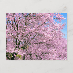 Cartão Postal Cherry Blossoms em Bloom