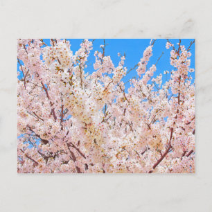Cartão Postal Cherry Blossoms em Bloom de Cheio
