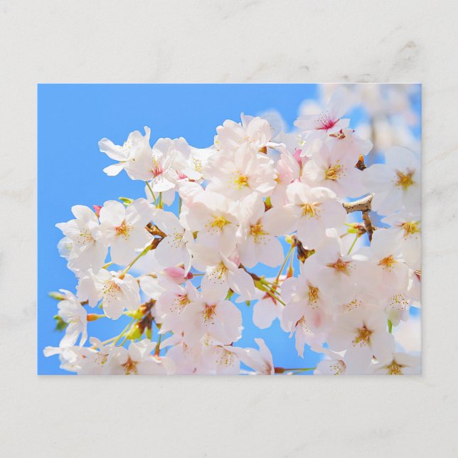 Cartão Postal Cherry Blossoms em Primavera (Frente)