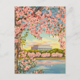 Cartão Postal Cherry Blossoms em Washington D.C.