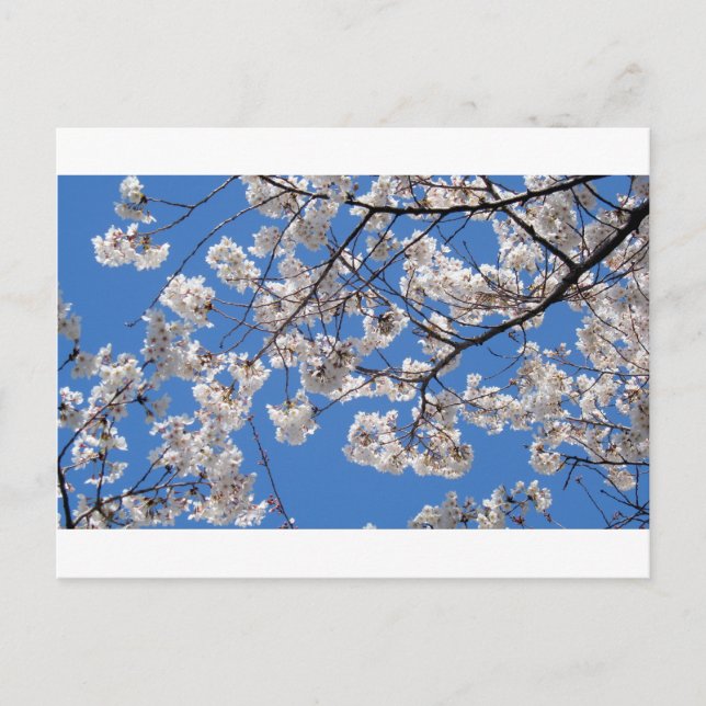 Cartão Postal Cherry Blossoms em Washington DC (Frente)