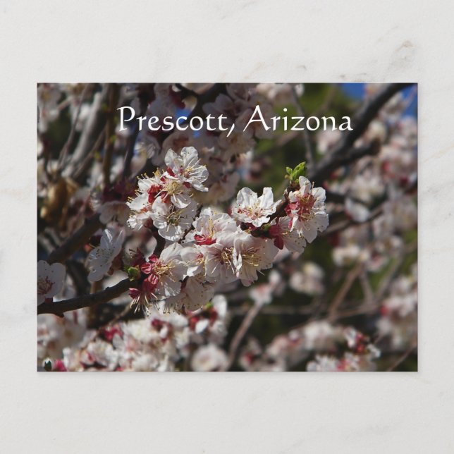 Cartão Postal Cherry Blossoms florescendo em Prescott,Arizona (Frente)