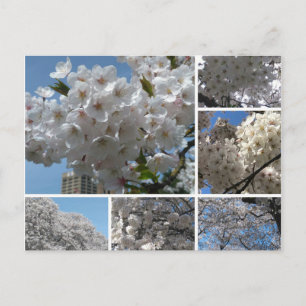 Cartão Postal Cherry Blossoms in bloom postcard