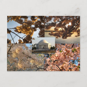 Cartão Postal Cherry Blossoms na bacia de Tidal da DC