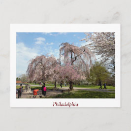 Cartão Postal Cherry Blossoms na Filadélfia
