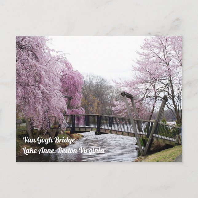 Cartão Postal Cherry Blossoms Van Gogh Bridege Lake Anne Reston (Frente)