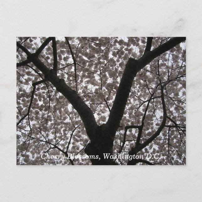 Cartão Postal Cherry Blossoms, Washington D.C. (Frente)