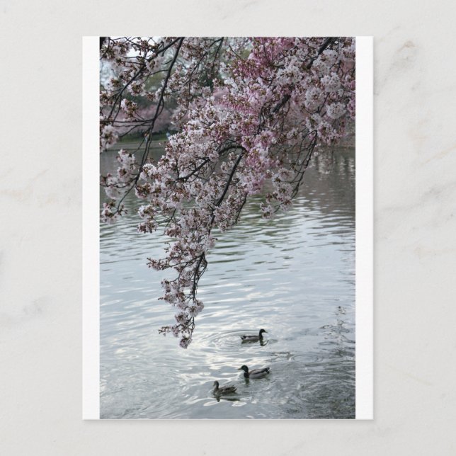 Cartão Postal Cherry Blossoms Washington DC (Frente)