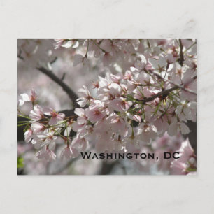 Cartão Postal Cherry Blossoms: Washington, DC Postcard