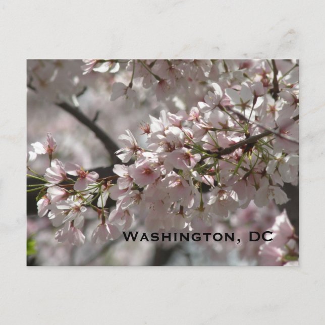 Cartão Postal Cherry Blossoms: Washington, DC Postcard (Frente)