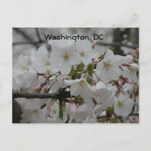Cartão Postal Cherry Blossoms: Washington, DC Postcard